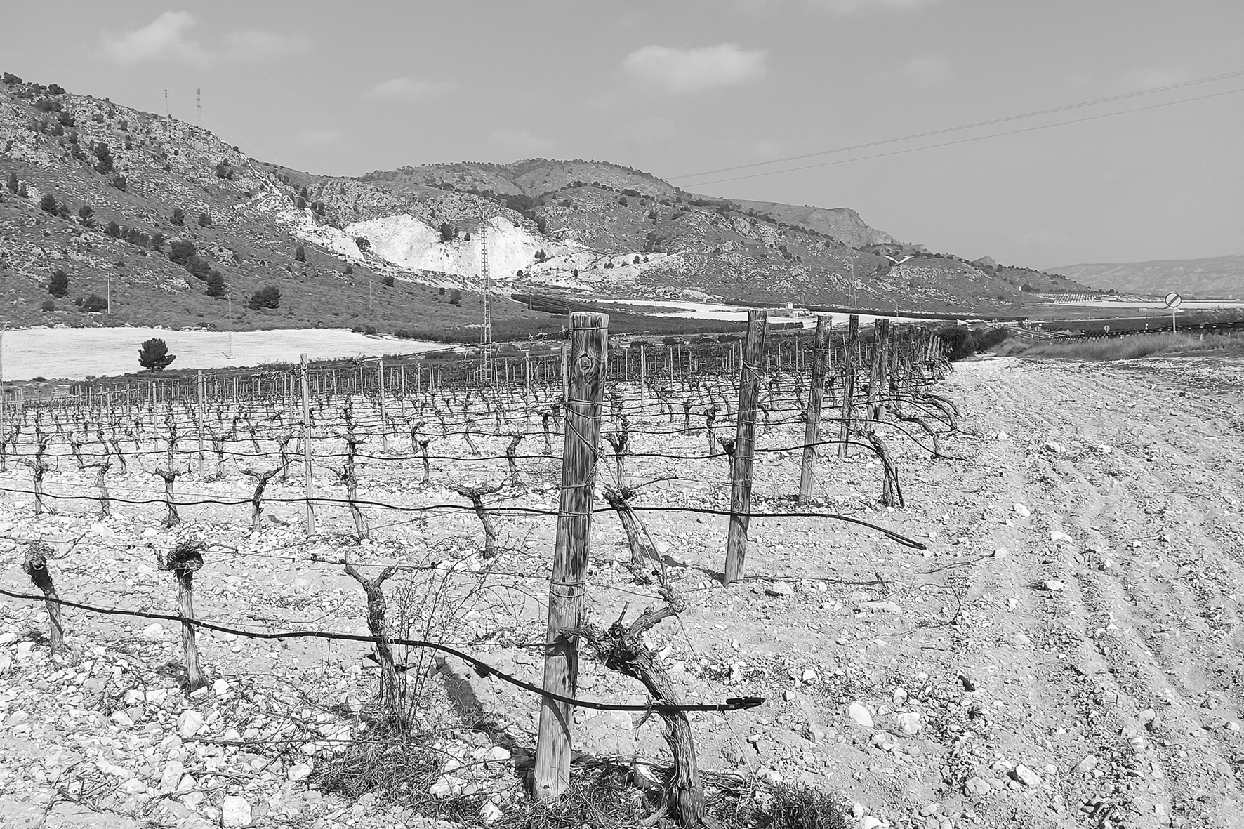 wines of murcia region 6